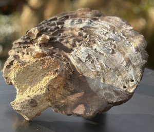 haubtmann_gaelle_ceramiste